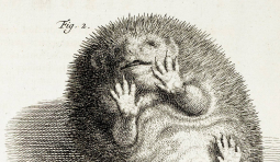 Живые мысли